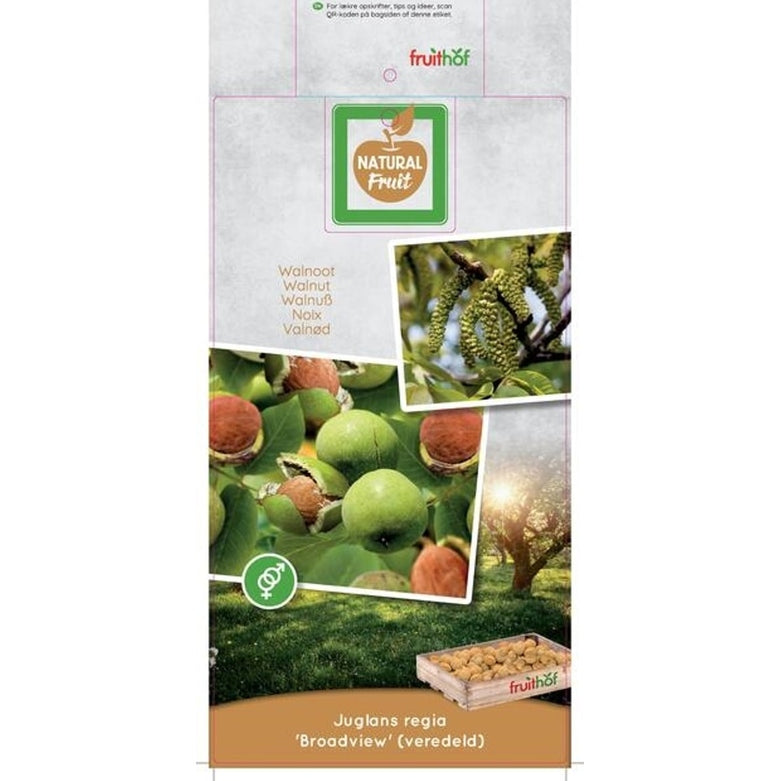 Valnöt – Juglans regia 'Broadview' - C7,5